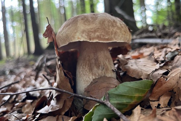 Houby a kde rostou (© Michael Kolář, Výletník)