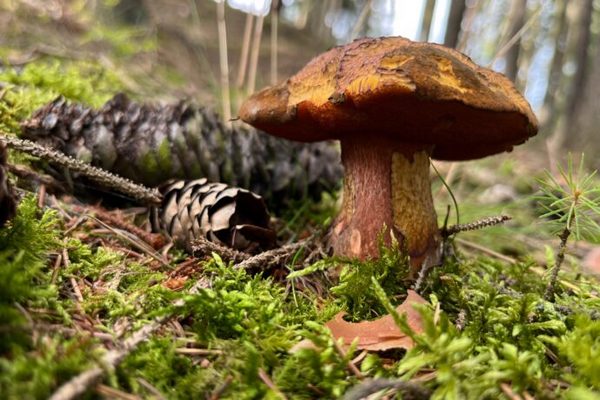 Houby a kde rostou (© Michael Kolář, Výletník)